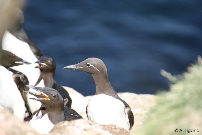 A bridled common murre surrounded by thick-billed murres.