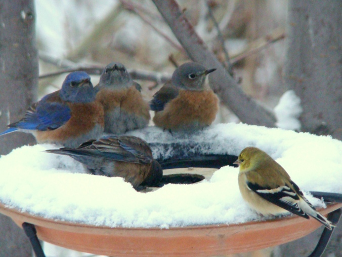 Western bluebird flock (and one lone goldfinch) check out a heated bird bath on a cold winter day. Photo credit: Eva Durance.